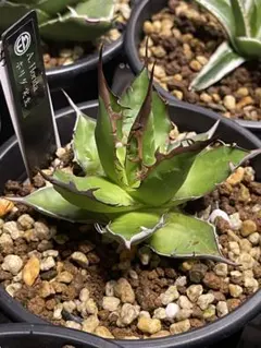 アガベ 群青 willing plant産 子株 アガベ 群青 willing plant産 子株 - メルカリ