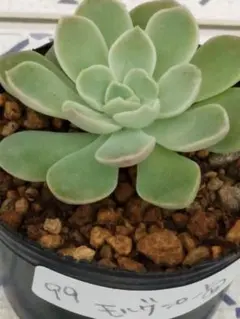 99 モルゲンロート⑥／ミックスベリア　多肉植物