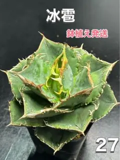 2025年最新】柊月 アガベの人気アイテム - メルカリ