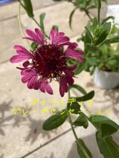 あゆふみ様 リクエスト 3点 まとめ商品