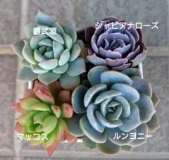 miyuki様 リクエスト 2点 まとめ商品