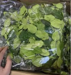 フレッシュ コブミカンใบมะกรูด葉　(バイマックル葉)50g約。+オマケ 生コブミカン50g+レモングラス3本オマケ - メルカリ