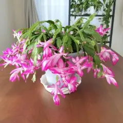 ピンク花　シャコバサボテン　10苗＋おまけ　初心者向き　観葉植物　大量激安のサムネイル