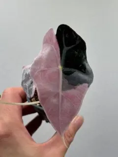 2025年最新】アロカシアアマゾニカ斑入りの人気アイテム - メルカリ