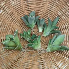 2026年最新】胴切り 子株の人気アイテム - メルカリ