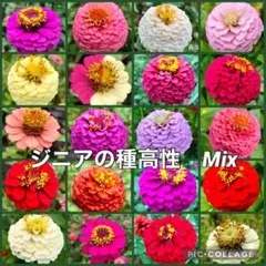 てつや様 リクエスト 2点 まとめ商品