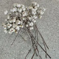 2025年最新】ナンキンハゼ の実の人気アイテム - メルカリ