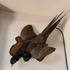 2026年最新】キジ 剥製の人気アイテム - メルカリ