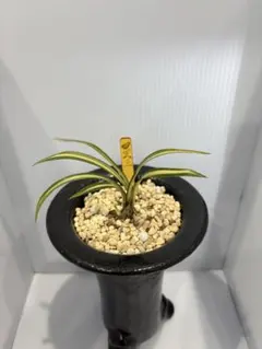 2025年最新】韓国春蘭の人気アイテム - メルカリ