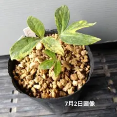 2025年最新】ヤマシャクヤク斑入りの人気アイテム - メルカリ