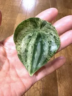 様 アロカシア メロ オーレア 斑入り 芋 発根済み 1つ - メルカリ