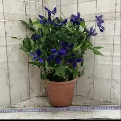 ⑦5号クレマチス　苗　花鉢　鉢花　アフロディーテエレガフミナのサムネイル