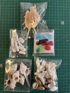 貝がら　宝貝　琉球ガラス　すいじ貝￼ など5点