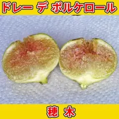 2026年最新】いちぢく穂木 ゴールデンリバーサイドの人気アイテム