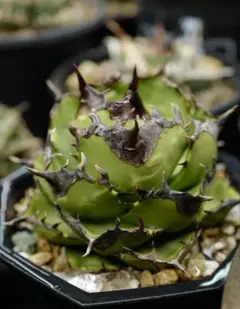 【ヤバいやつ】アガベエレファントEVIS 親株 ヤバいやつ】アガベエレファントEVIS 親株 - メルカリ 【ヤバいやつ