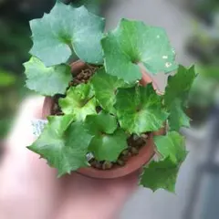 山野草 斑入り サンカヨウ 5号鉢植え - メルカリ