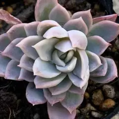 馨多肉屋様 リクエスト 3点 まとめ商品