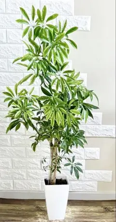 観葉植物　シェフレラ・カポック　鉢ごと発送 観葉植物 シェフレラ・カポック 鉢ごと発送 - メルカリ