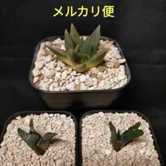 2026年最新】アリオカルプス 亀甲牡丹の人気アイテム - メルカリ