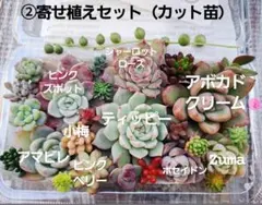 春様専用 多肉植物② ④寄せ植えセット（カット苗）
