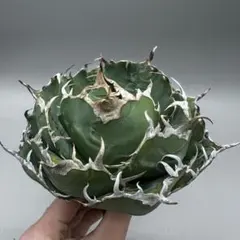 2026年最新】アガベ 白鯨 ボールの人気アイテム - メルカリ