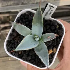 再販】桃花塢 HU PLANTS 産 ハイブリッドアガベ - メルカリ