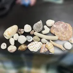 貝殻セット 約20個 ハンドメイド用