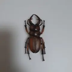 クワガタ　フィギュア　Stag beetle　figure