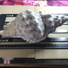 法螺貝約23センチのサムネイル