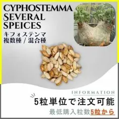 【種子】キフォステンマ 複数種・混合種 /セット割あり 数量5粒から購入OKのサムネイル