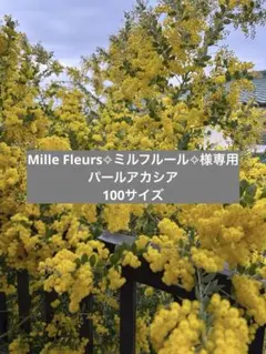 Mille Fleurs✧ミルフルール✧様専用パールアカシア100サイズ