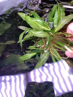 2025年最新】エキノドルス ホレマニーの人気アイテム - メルカリ