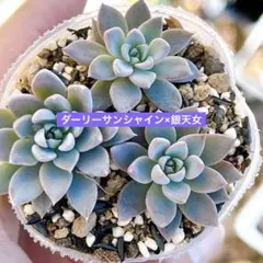 2026年最新】ダーリーサンシャインの人気アイテム - メルカリ