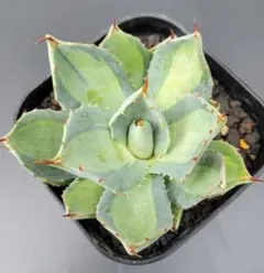 たなてぃー様 リクエスト 2点 まとめ商品