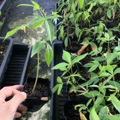 ホワイトサポテ接木苗 授粉樹バーノン 結果樹クシオ 苗木 2本セット