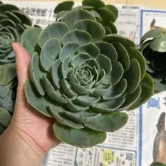 多肉植物　七福神　カット苗　1つのサムネイル