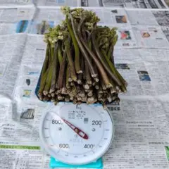 ハイビ様専用　天然わらび　　短め　太め　800g　新鮮さを保つためアク付き