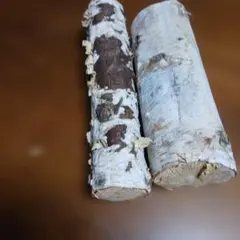 白樺丸太