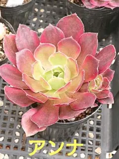 iktinos様 リクエスト 3点 まとめ商品