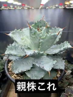 2025年最新】イシスメンシスの人気アイテム - メルカリ