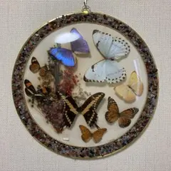 南米ブラジル モルフォ蝶 アート アンティーク インテリア 入手困難 一点物 南米ブラジル モルフォ蝶 アート アンティーク インテリア 入手