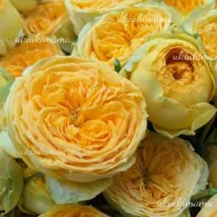 週末セール 7/26 21時まで 1苗のみ バラ 苗 薔薇 希少種のサムネイル