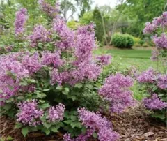 のこのこ様 リクエスト 3点 まとめ商品