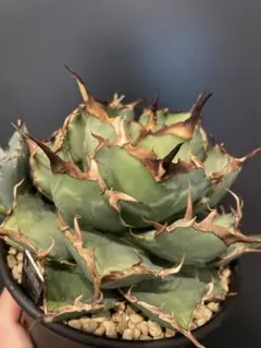 アガベセット　メルカリ便 2025年最新】アガベ 実生 セットの人気アイテム - メルカリ