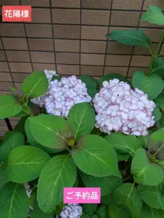 花陽様】生活の木 MINT & LEMON フレグランスシート 10枚入10コ - メルカリ