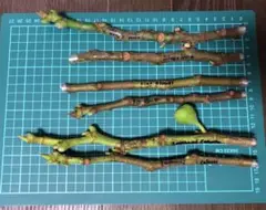 2025年最新】イチジク穂木の人気アイテム - メルカリ