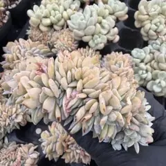キュービックフロスト錦 綴化 Echeveria Cubic Frost - メルカリ