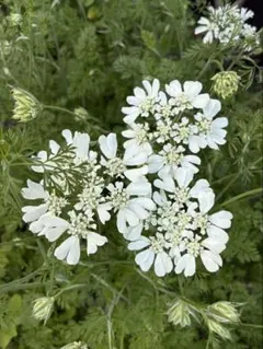 オルレアの種 450粒以上