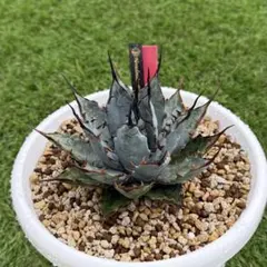 t*s様 アガベハイブリッド　BB×エボリスピナ仔株（ジェレミー株） アガベハイブリッド BB×エボリスピナ仔株（ジェレミー株