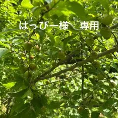 はっぴー様　専用【訳あり】青梅　小梅　農薬不使用‼箱込み5kgのサムネイル